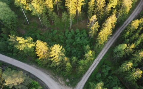 Aerial view of lush green forest with winding dirt road, highlighting summer's natural beauty.