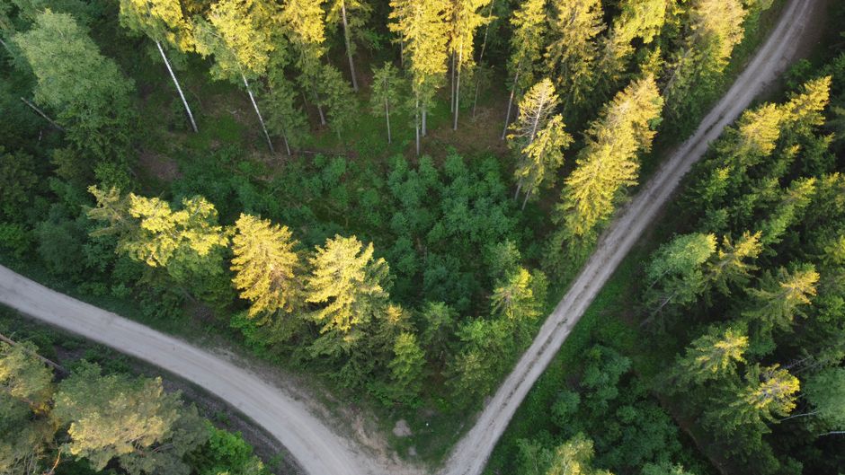 Aerial view of lush green forest with winding dirt road, highlighting summer's natural beauty.
